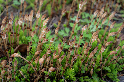 lots of reproductive shoot of the field horsetails