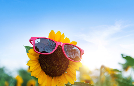 Blooming sunflower with sunglasses in the field