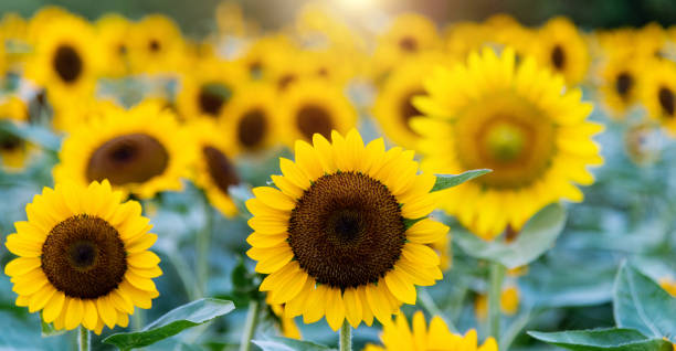 istock Sunflower blooming in the field 2010595735