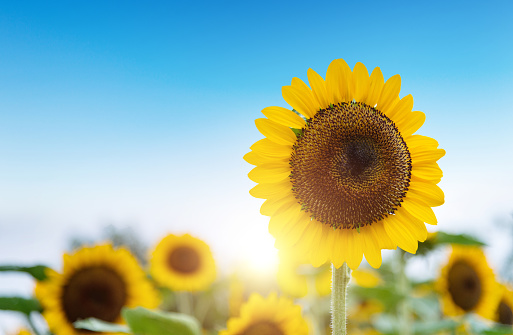 Sunflower, Sunflower on blue sky background 