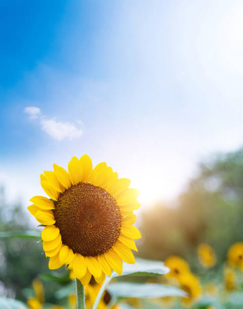 istock Sunflowers blooming in the field 2010596291