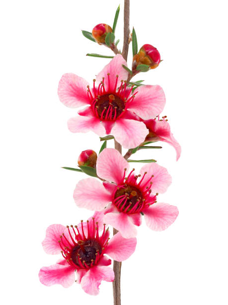 istock Blossoming Manuka flowers isolated on white background, Leptospermum scoparium 2010597324