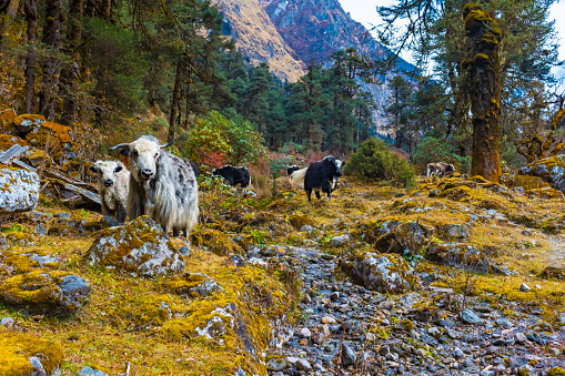 Beautiful Himalayan Yak Cows on the way to Kanchenjunga Base Camp in Torandin, Taplejung, Nepal