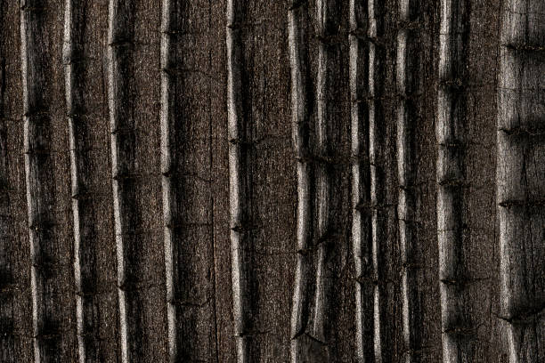 High angle view of a flat textured wooden board backgrounds.It burnt and black colored with fire skill.It is carbonization the surface. It has a beautiful nature and abstractive pattern like crocodile scales. A close-up studio shooting shows details and lots of wood grain on the wood table. The piece of wood at the surface of the table also appears rich wooden material on it. The wood is dark brown color with darker brown lines and pattern on the bottom. Flat lay style. Its high-resolution textured quality.