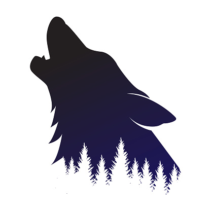 Vintage Retro Howling Wolf Silhouette with Pine Cedar Evergreen Fir Trees Forest Illustration Design Vector