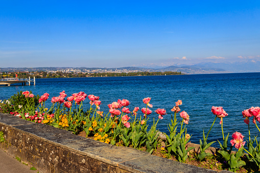 Beautiful colourful spring tulips on the background of Alps Mountains and Lake Geneva in Morges, Switzerland