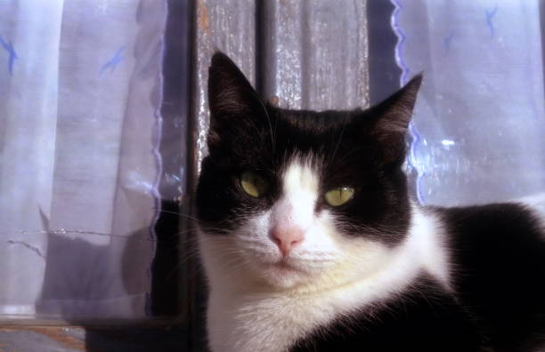 closeup of a cat at the window looking into the camera