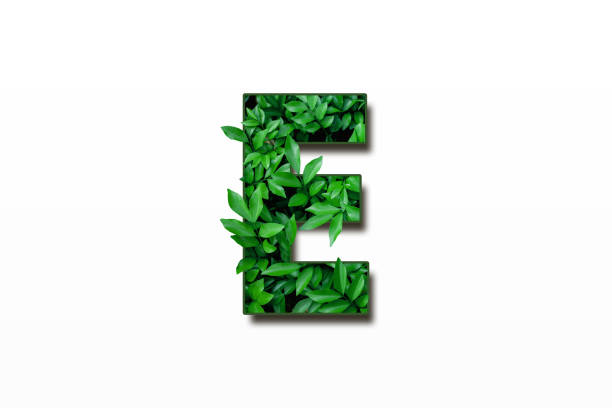 istock Leaf font E isolated on white background. Leafs font E made of Real alive leaves with Previous paper cut shape of font. Green climate concept. 2010634074