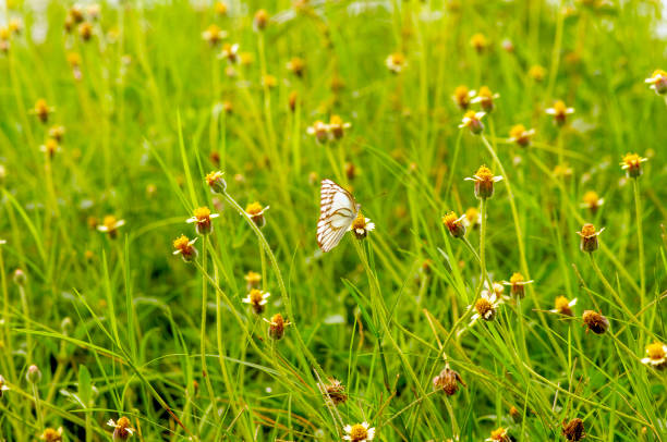 Butterfly is on a meadow in a grass field with yellow flowers