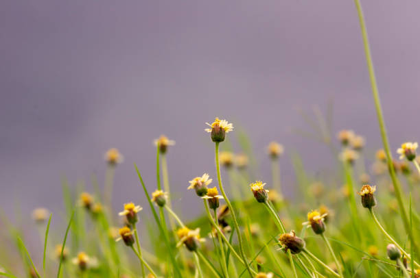 Mexican daisy (Tridax procumbens L.), tiny yellow flowers in the meadow, selected focus.
