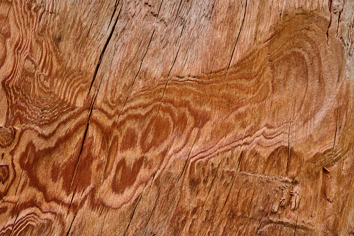 The wood is red and brown color with layers and lines like a rose petal. High angle view of a flat textured wooden board backgrounds. It has a beautiful nature and abstractive pattern. A close-up studio shooting shows details and lots of wood grain on the wood table. The piece of wood at the surface of the table also appears rich wooden material on it, shows elegant and soft textured. Flat lay style. Its high-resolution textured quality.