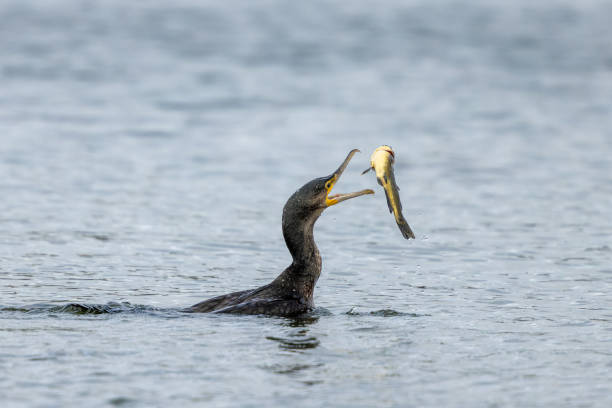 istock Great cormorant (Phalacrocorax carbo) with black bullhead catfish (Ameiurus melas) 2010641330