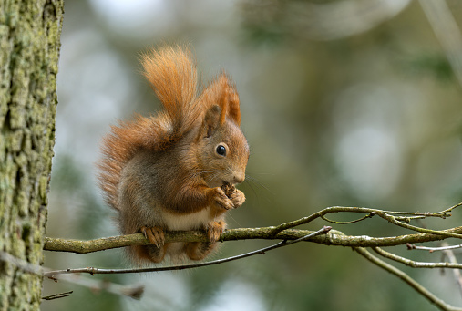 Beautiful Eurasian red squirrel (Sciurus vulgaris) eating a nut.
