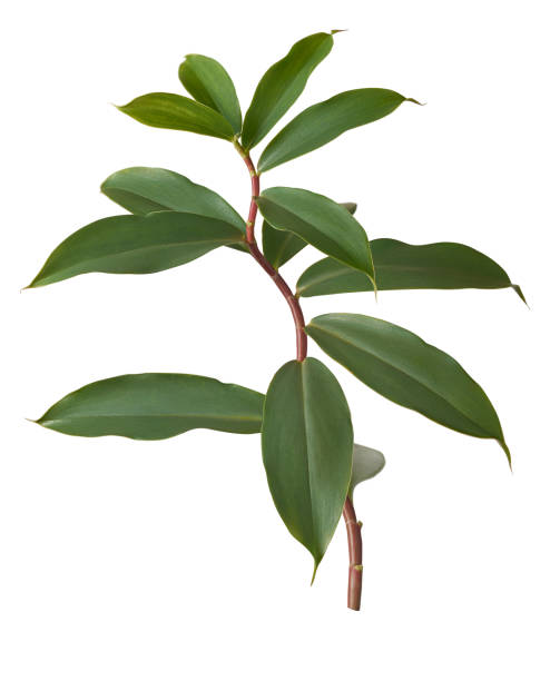 istock thebu leaves, costus speciosus foliage isolated 2010645512