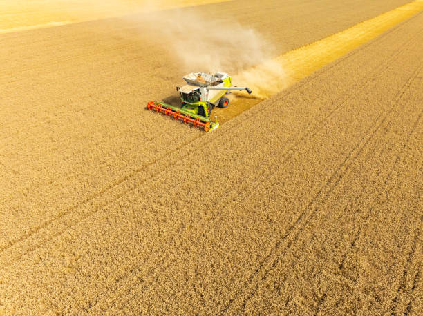 istock Combaine harverster harvesting wheat during summer seen from above 2010654950