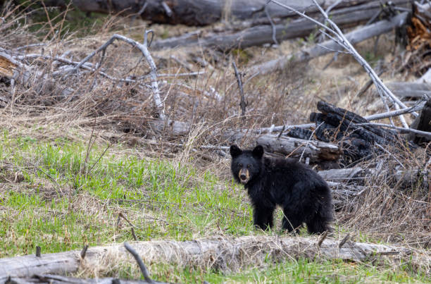Black Bear