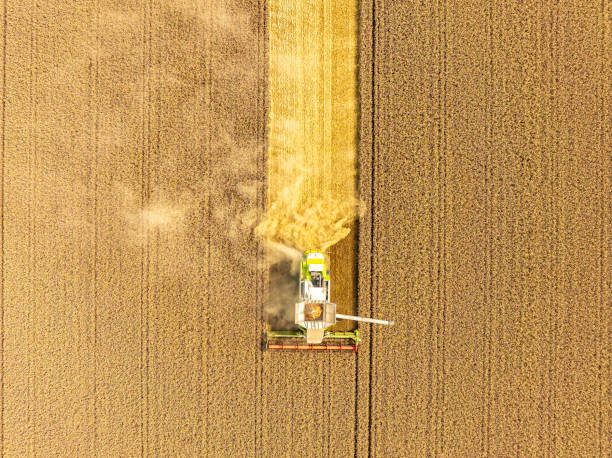istock Combaine harverster harvesting wheat during summer seen from above 2010660762