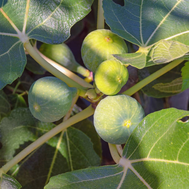 istock Branches of  fig tree ( Ficus carica ) with leaves and fruit on sunny day 2010664494