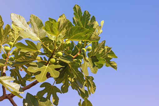 Branch of  fig tree ( Ficus carica ) with leaves and fruit against blue sky on sunny day