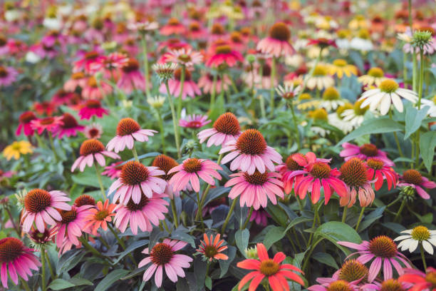 istock Margarita Flowers Blooming in a Spring Meadow 2010665131