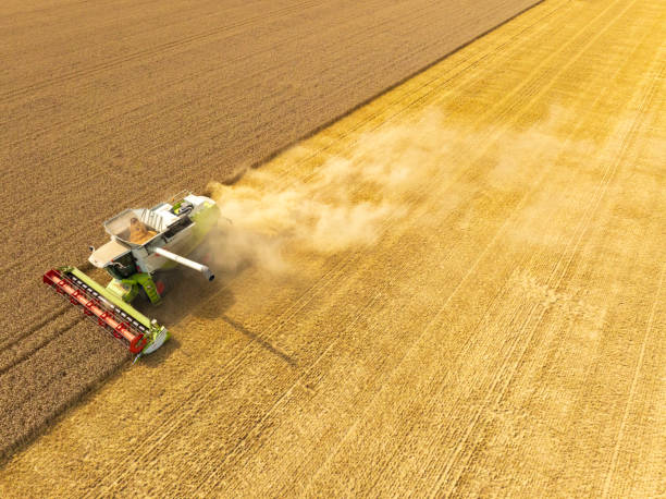 Combaine harverster harvesting wheat in a gold colored field during summer seen from above. There is dust coming form the harverster during this period of drought.