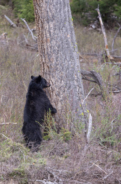 istock Black Bear in Yellowstoen National Park in Spring 2010677688
