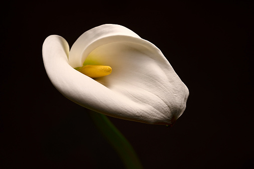 White delicate calla lily flowers on black background, death lily flower condolence card, funeral concept image