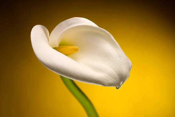 Close-up of White Calla Lilly flower Isolated on a yellow background.