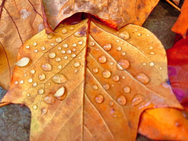 View of leaves in autumn season
