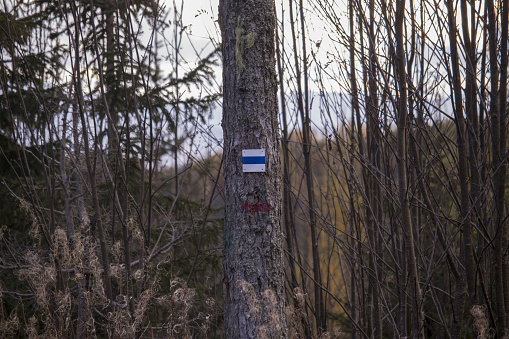 blue tourist sign on tree, tourist trail, guide sign on a tree trunk in the mountains, tourist sign in mountains