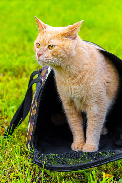 istock beige cat peeking out of a cat carrier 2010708005