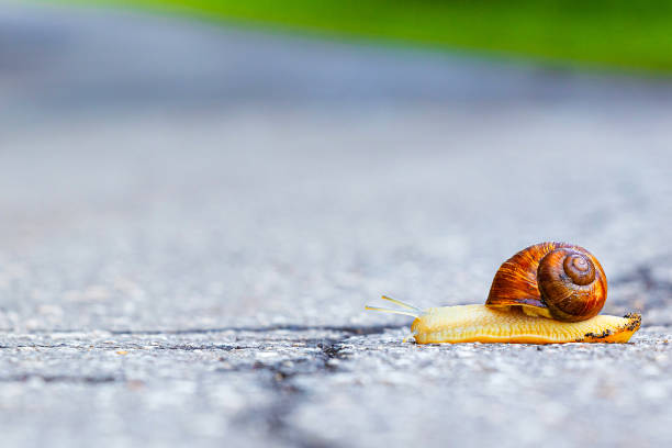 istock a snail with a shell on its back crawls across the road, close-up 2010708137