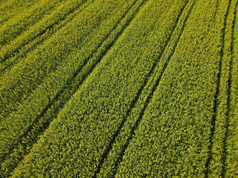 Aerial view of a green growing canola field in late summer in the countryside