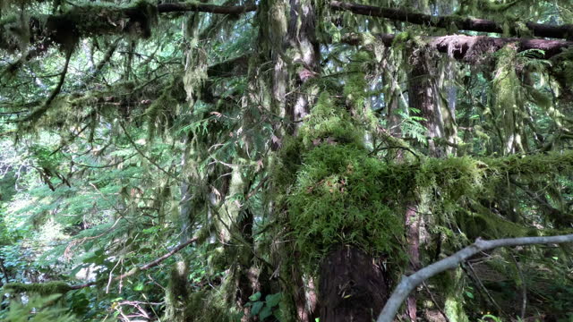 Detail view of lush foliage, temperate rain forest