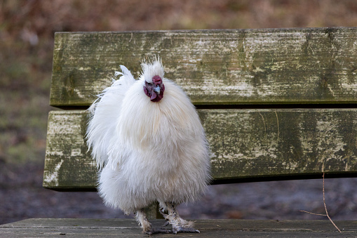 White hen on a wooden bench in the garden looking at the camera