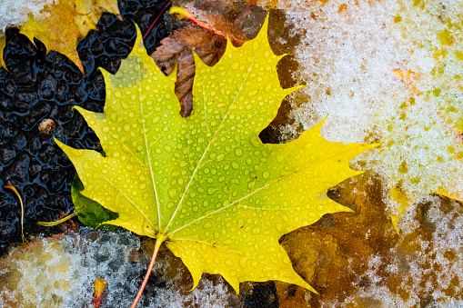 Beautiful maple leaves in autumn colors after the first snowfall.