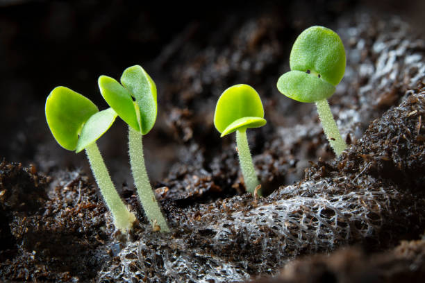 istock Little sprouts of basil 2010746308