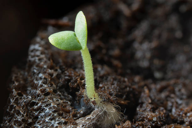 istock Little sprouts of basil 2010746860
