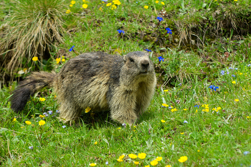 Alpine marmot on a flowery meadow in the Alps