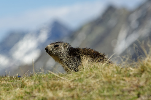 Alpine marmot