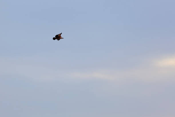 Wildlife birds, vulture flying high in the sky