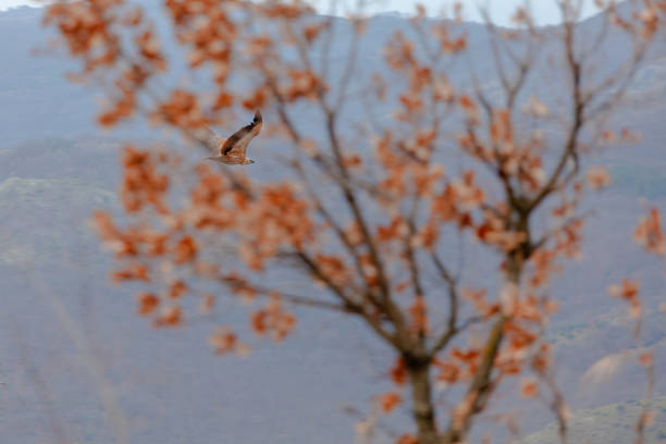 Wildlife birds, vulture flying high in the sky