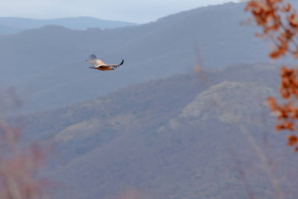 Wildlife birds, vulture flying high in the sky