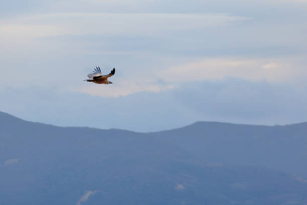 The silhouette of a stork with outstretched wings flies over a dark forest and layered mountain ranges during a pale sunset. The mountains show distinct atmospheric perspective and tonal blue gradients.