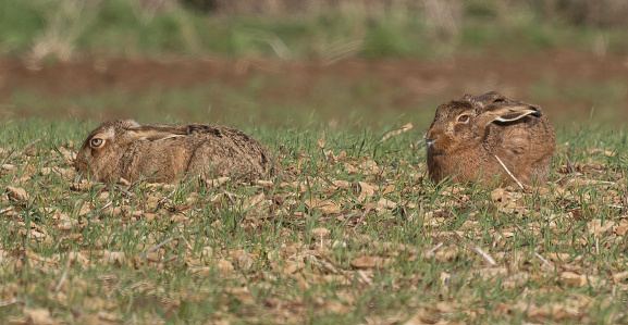 Hares taken at hawling
