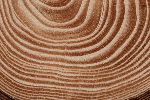 Old wooden tree cut surface. Detailed tones of a felled tree trunk or stump. Rough organic texture of tree rings with close up of end grain.