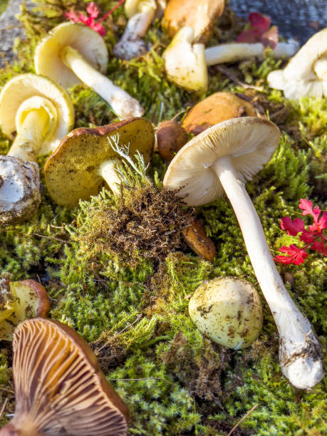 istock Mushrooms in the autumn mountain 2010766631