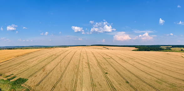Aerial landscape view of yellow cultivated agricultural field with ripe wheat on bright summer day.