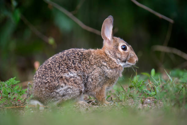 istock Grey small hare eating grass on summer field. Wild rabbit in nature 2010766682
