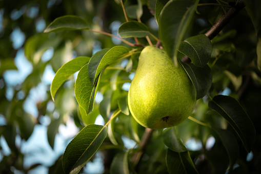 Fresh pear hanging from the tree. You can see the sky in the background